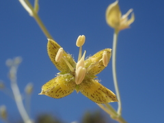 Frasera paniculata