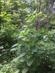 Phytolacca americana