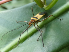 Zelus ruficeps