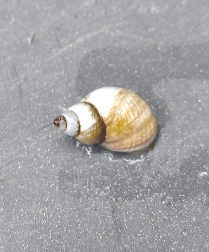 Echinolittorina modesta