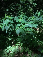 Sassafras albidum