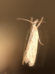 Diatraea
