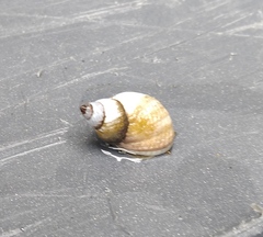 Echinolittorina modesta