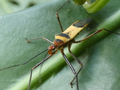 Zelus ruficeps
