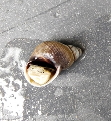 Echinolittorina modesta