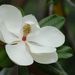 Southern Magnolia - Photo (c) 潘立傑 LiChieh Pan, some rights reserved (CC BY-NC-SA)