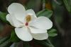 Southern Magnolia - Photo (c) 潘立傑 LiChieh Pan, some rights reserved (CC BY-NC-SA)