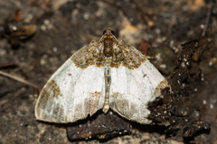 Mesoleuca albicillata