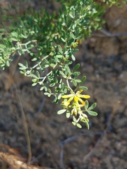 Acmispon dendroideus