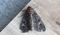 Apamea amputatrix