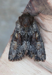 Apamea amputatrix
