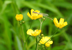 Ranunculus acris acris