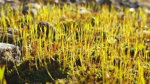 Tall Aloe-moss (Aloina ambigua)