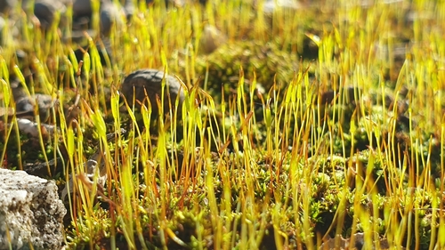 Image of Aloina ambigua by (c) Andrew Thornhill, some rights reserved (CC BY)