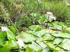 Nymphaea nouchali caerulea