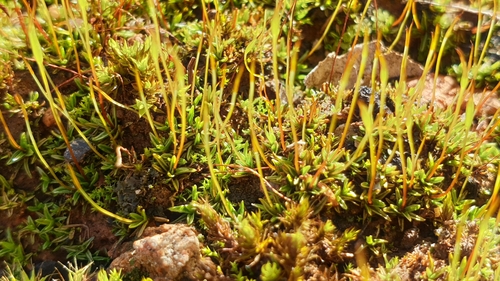 Image of Aloina ambigua by (c) Andrew Thornhill, some rights reserved (CC BY)
