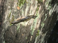 Ambystoma
