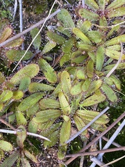 Drosera bulbosa