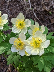 Trollius laxus