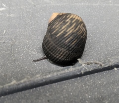 Nerita scabricosta