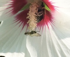 Bombus griseocollis