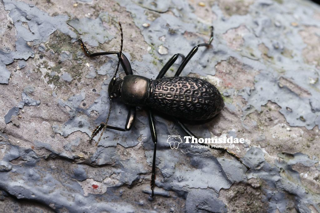 Morphostenophanes