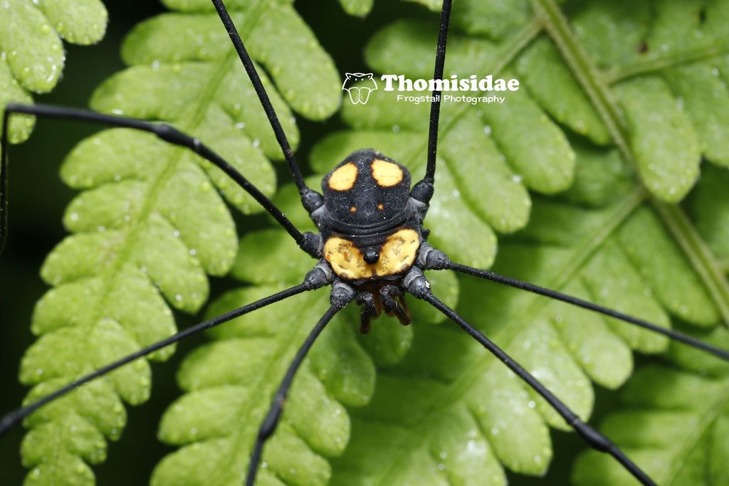 Eusclera aureomaculata