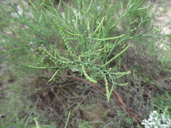 Polygonella americana