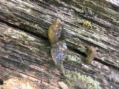 Lithobates sylvaticus