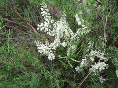 Polygonella americana