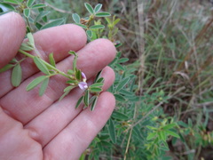 Lespedeza stuevei