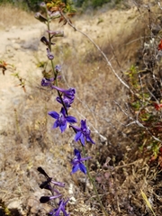 Delphinium parryi maritimum