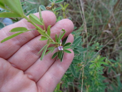 Lespedeza stuevei