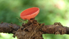 Sarcoscypha occidentalis