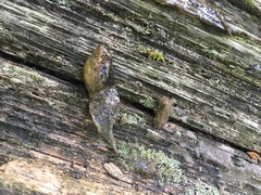 Lithobates sylvaticus