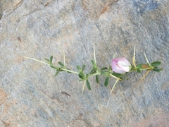 Ononis spinosa spinosa