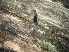 Lithobates sylvaticus