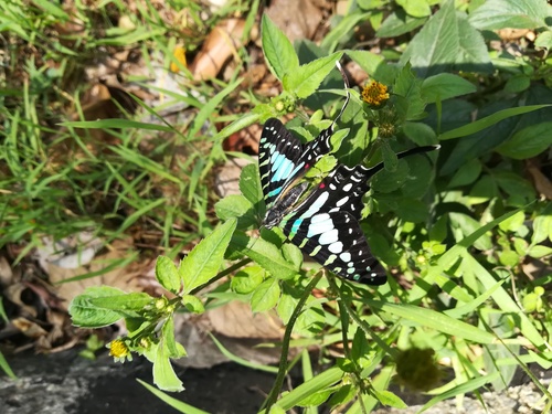 Papilionidae image