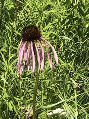 Echinacea pallida