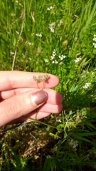 Torilis nodosa