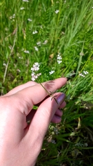 Torilis nodosa