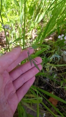 Torilis nodosa