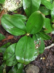 Clintonia