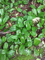 Clintonia