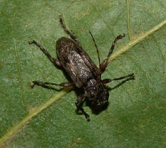 Aegomorphus
