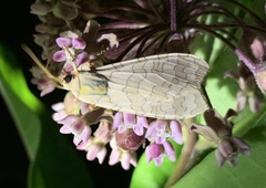 Halysidota tessellaris