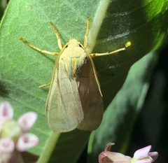 Halysidota tessellaris