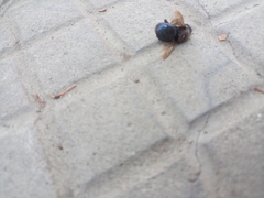 Xylocopa splendidula