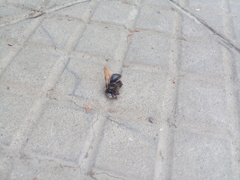 Xylocopa splendidula