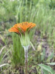 Agoseris aurantiaca
